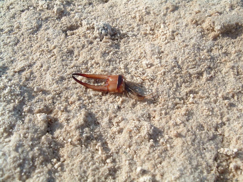 Dermatteri - Pantelleria